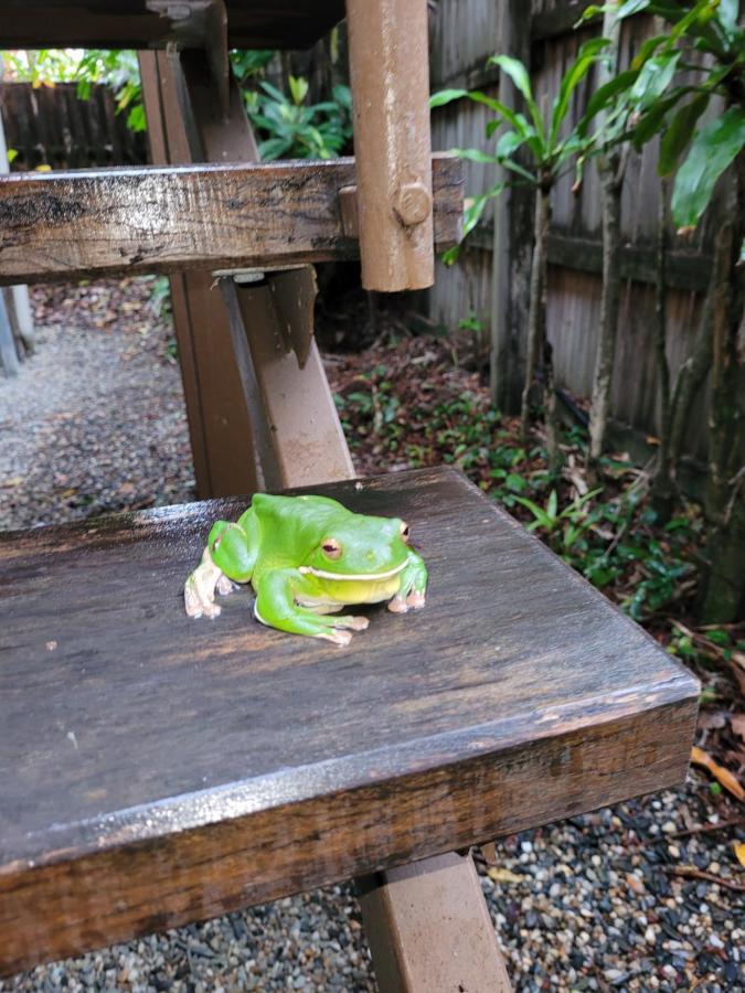 Travellers Paradise Cairns Exterior foto A green tree frog