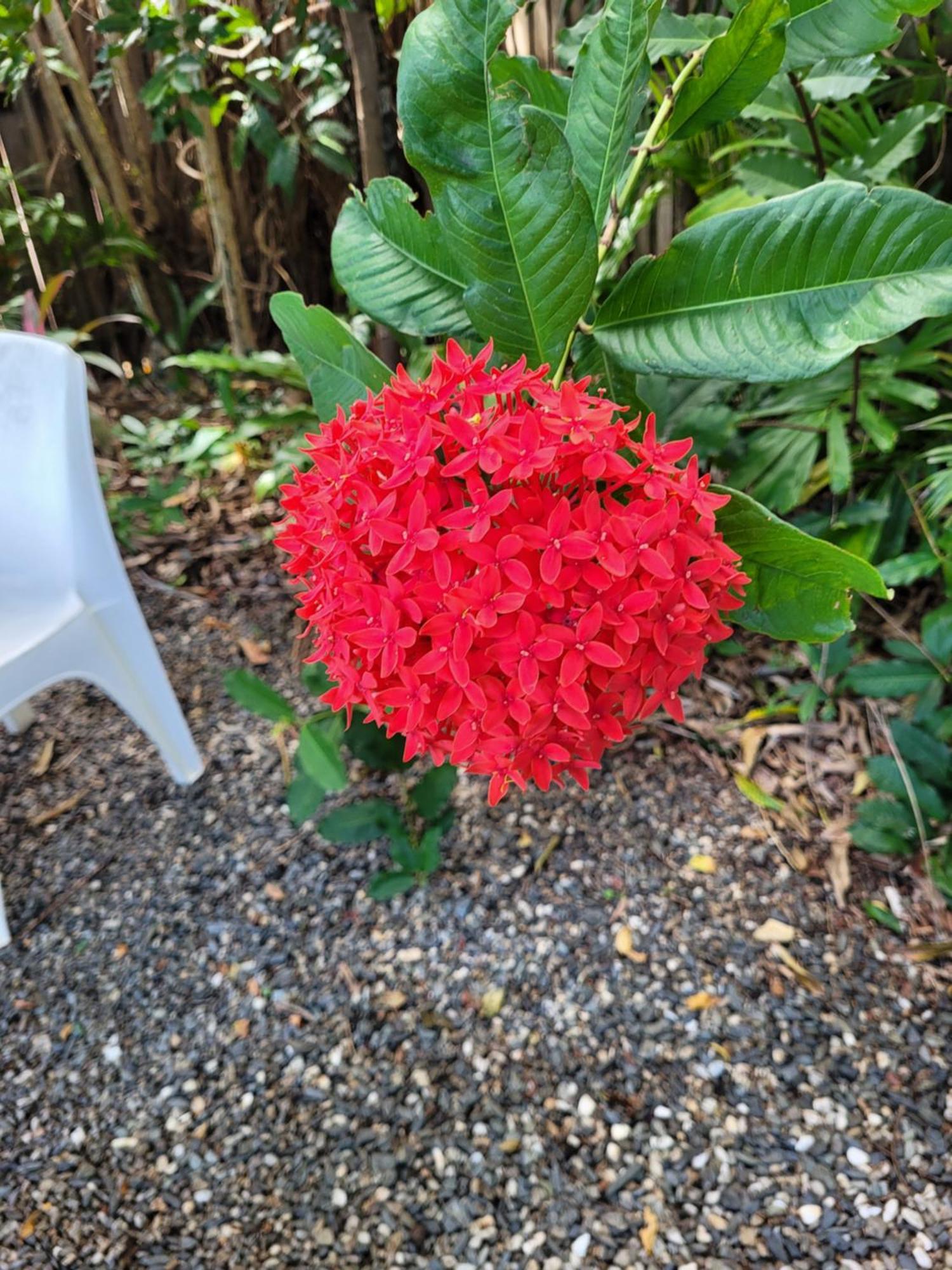 Travellers Paradise Cairns Exterior foto Flower of a red variety